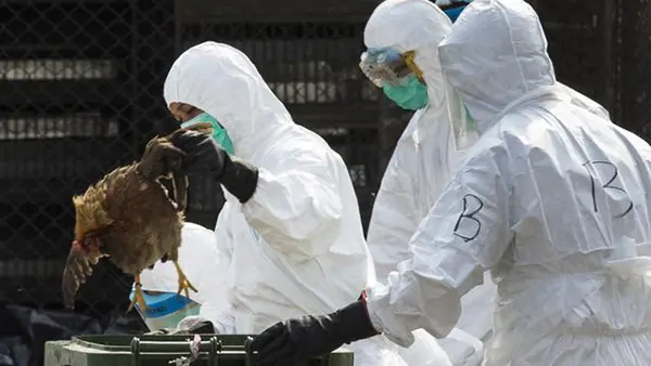 Penyakit Baru, Terdeteksi Kasus Flu Burung H5N6 pada Manusia di China