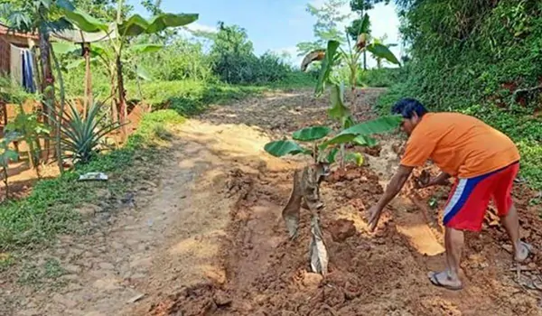 Tak Kunjung Diperbaiki, Warga Tanami Jalan dengan Pohon Pisang di Cianjur