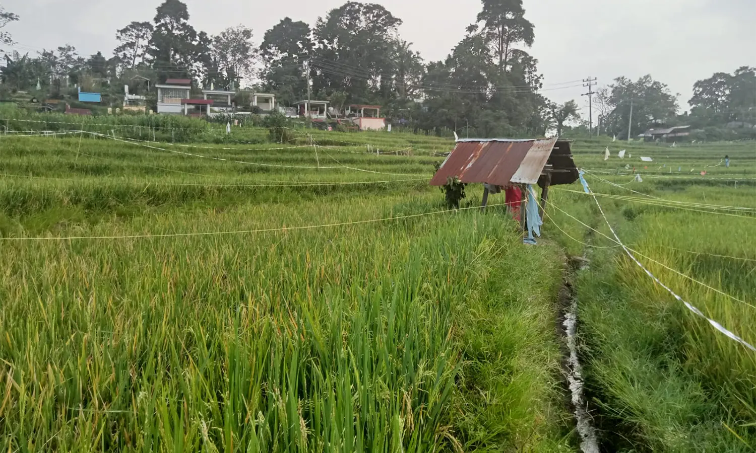913 Hektare Lahan Sawah Terendam Banjir di Paser Kalimantan Timur