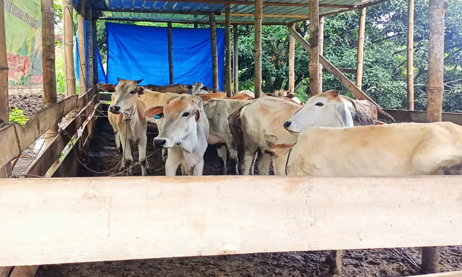 Heru Budi Imbau Warga Jakarta Tak Buang Limbah Hewan Kurban Sembarangan