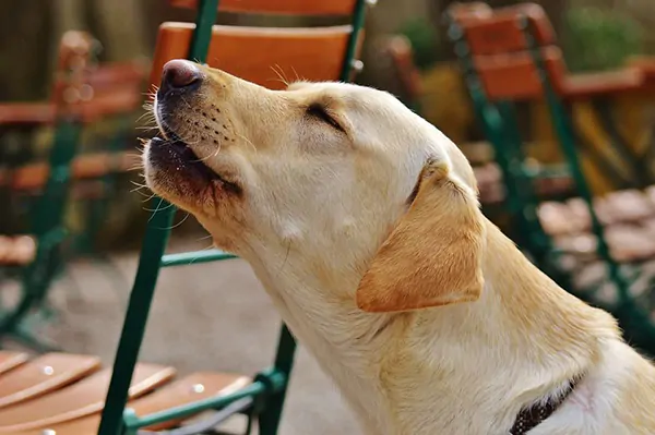 Karena Kotoran Anjing, Seorang Pria Tewas Dianiaya Tetangga