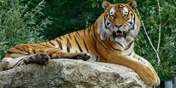 Sempat Terpapar Covid-19, Dua Ekor Harimau Sumatera di Ragunan Dinyatakan Sembuh