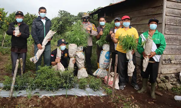 Temukan Ladang Ganja, Polisi Amankan Ratusan Batang Pohon Ganja dan Pemiliknya di Dairi Sumut