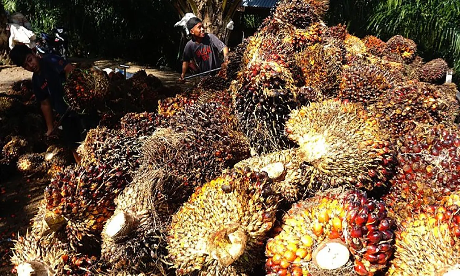 Pekan Ini, Harga TBS Sawit di Sumut Turun Jadi Rp2.608 per Kg