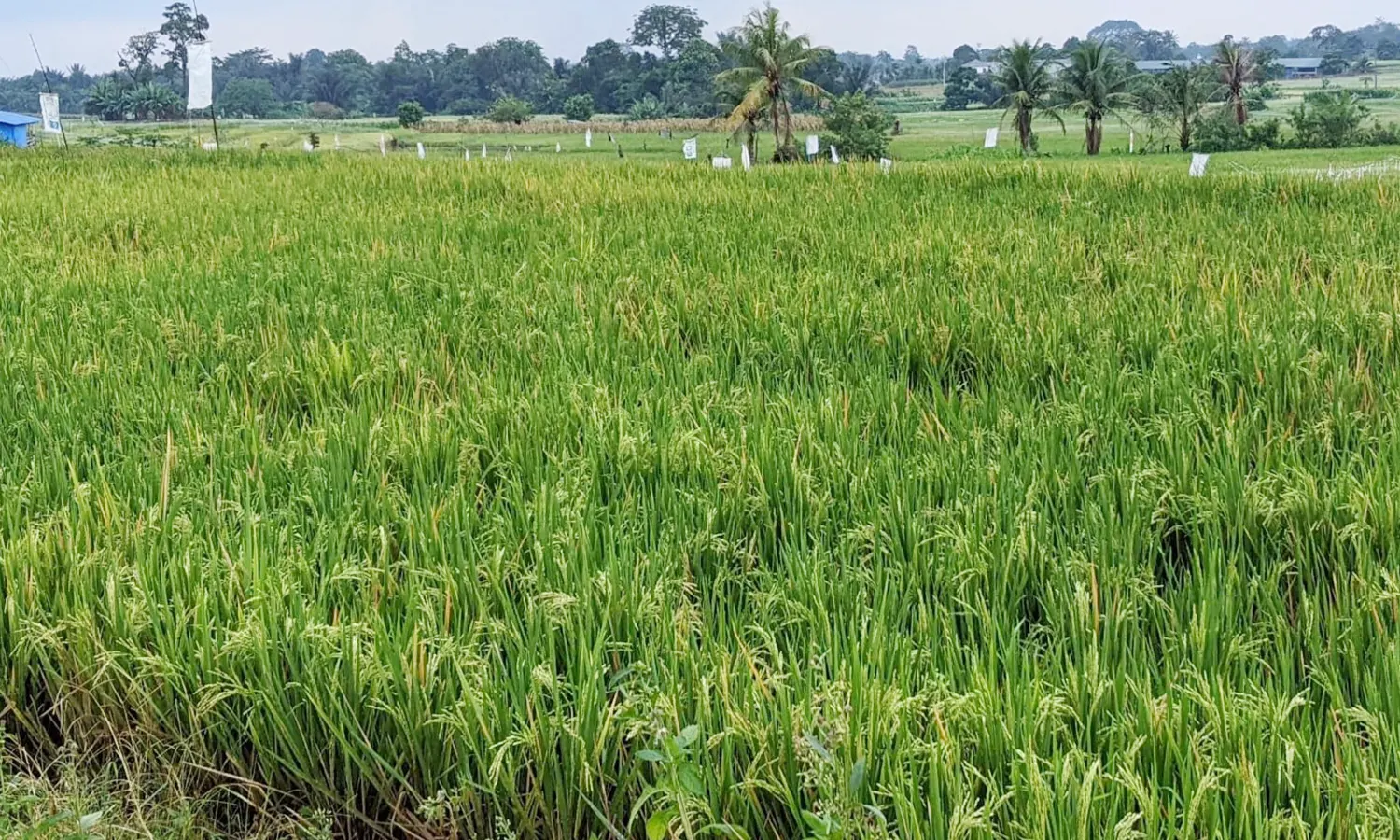 Alih Fungsi Lahan Pertanian Marak, Pengamat Duga Ada Campur Tangan Pejabat Pemko Pematang Siantar