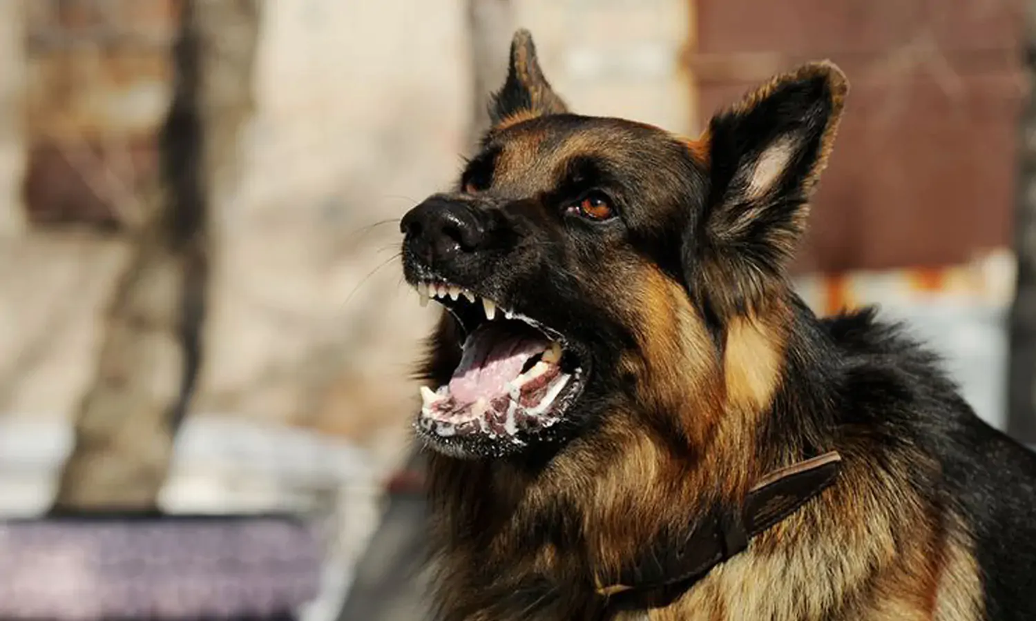 9 Ciri-ciri Anjing Rabies, Lengkap dengan Penyebab dan Cara Mencegahnya