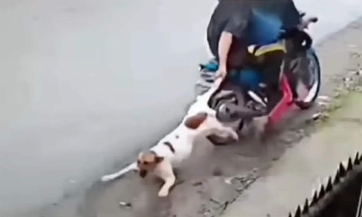 Heboh Aksi Pencurian Anjing dengan Cara Diracun Lalu Diseret Naik Motor di Medan, Ini Tanggapan PolisiÂ 