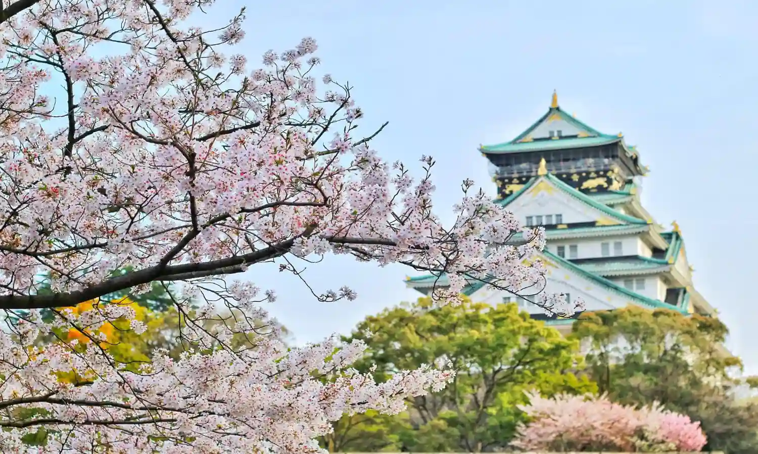 Jadi Ikon Negara Jepang, Ketahui Asal Usul dan Arti Bunga Sakura Berdasarkan Warnanya