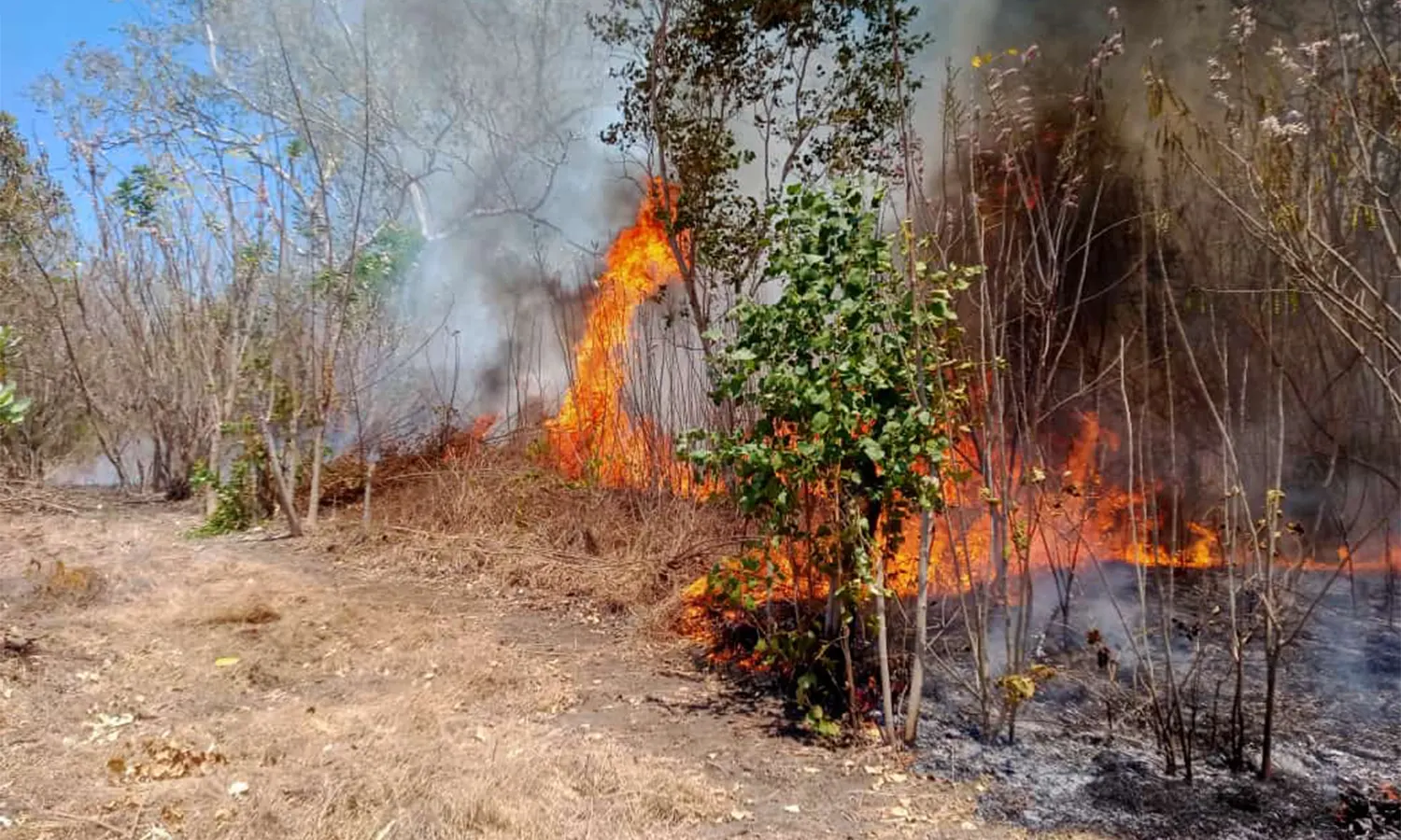 Indikator Karhutla, BMKG Deteksi 102 Titik Panas di Kalimantan Timur