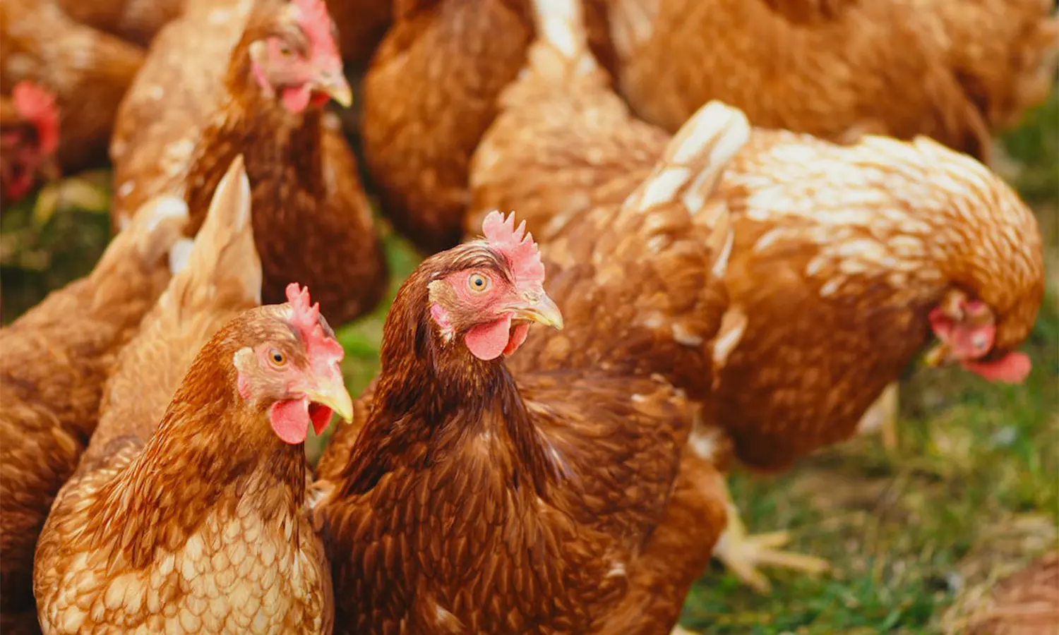 30 Kasus Flu Burung pada Unggas Ditemukan di Tanah Bumbu Kalsel