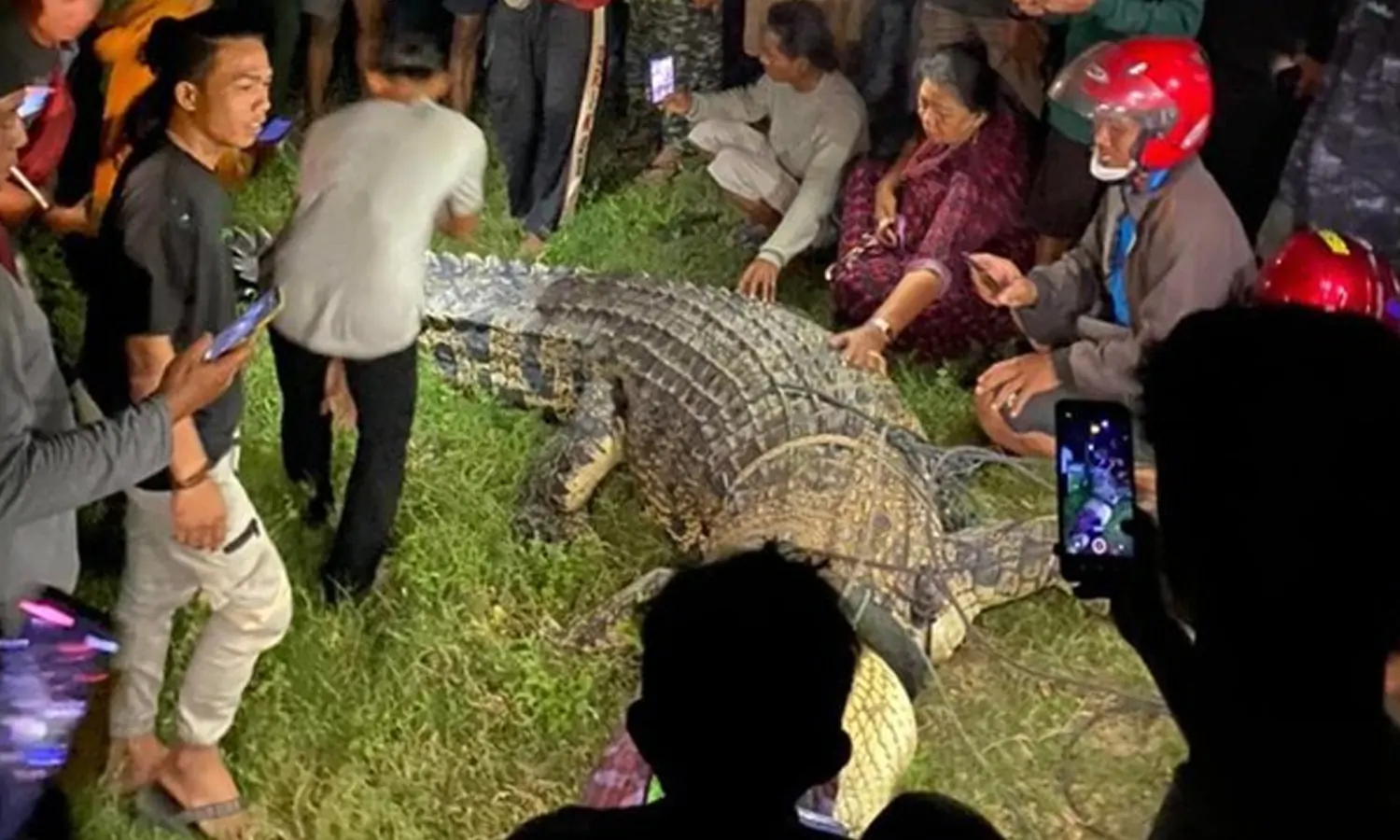 Buaya Berkalung Ban di Palu Akhinya Berhasil Ditangkap dan Diselamatkan