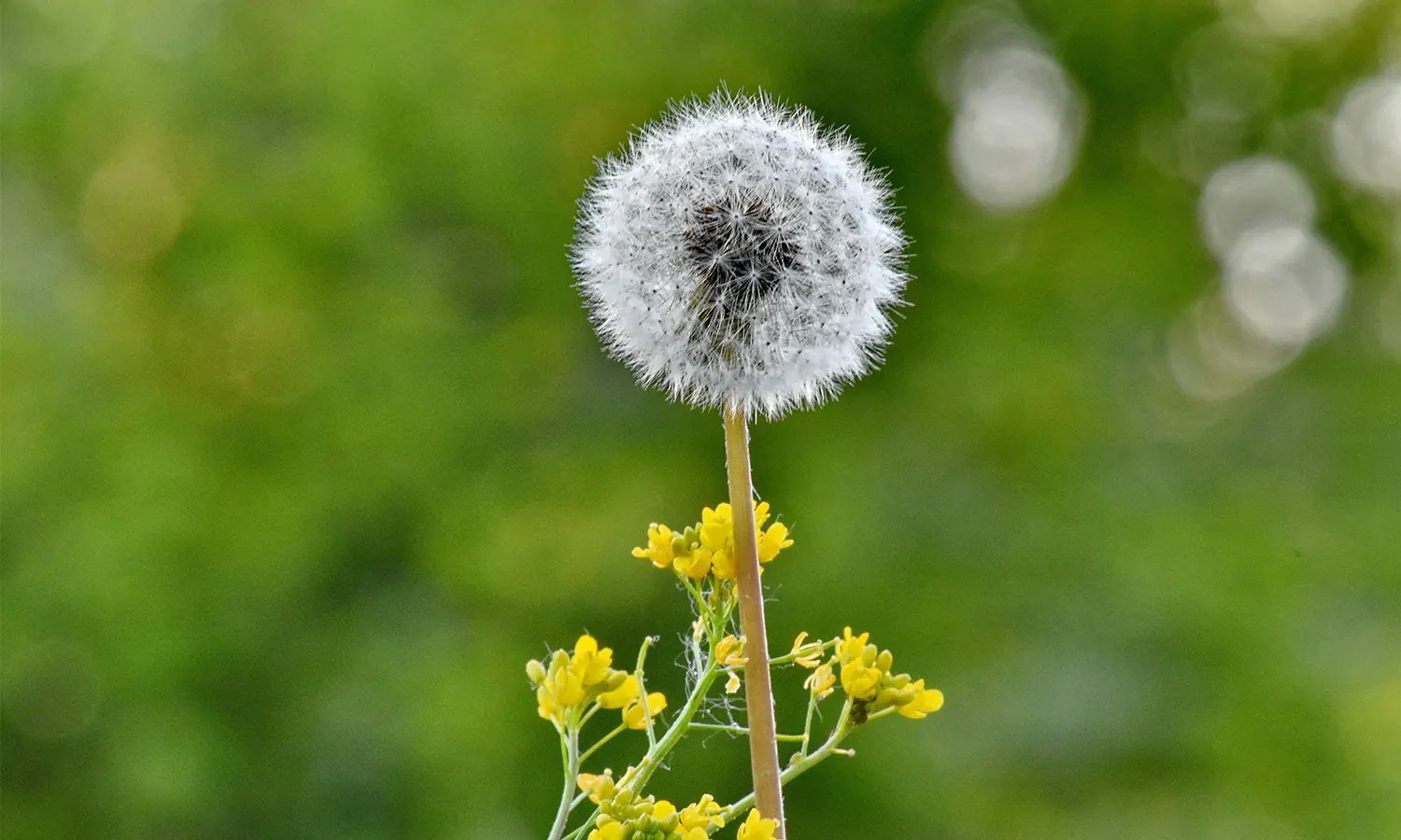 Menggali 10 Arti Bunga Dandelion yang Penuh dengan Makna Kehidupan