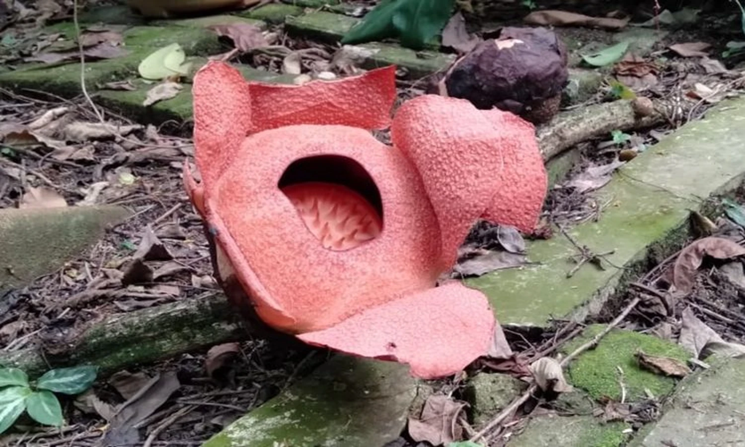 Bunga Rafflesia Arnoldi Tumbuh di Kebun Raya Bogor untuk Pertama Kalinya