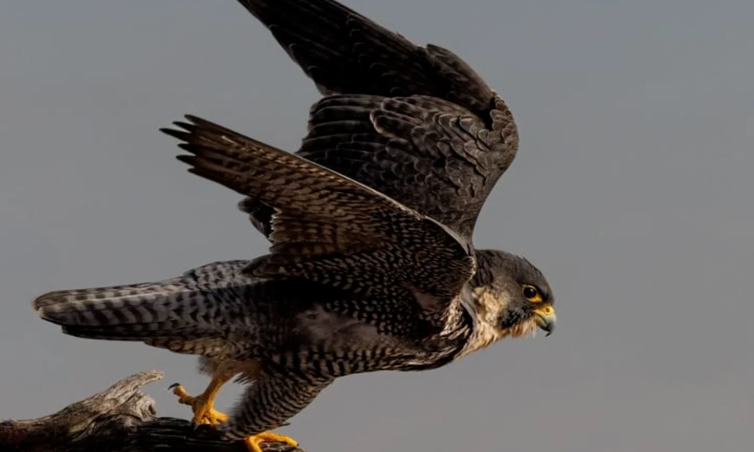 Fakta Peregrine Falcon, Burung Pemangsa yang Terbang Sangat Cepat