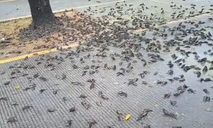 Burung Pipit Mati Massal Terjadi Juga di Cirebon