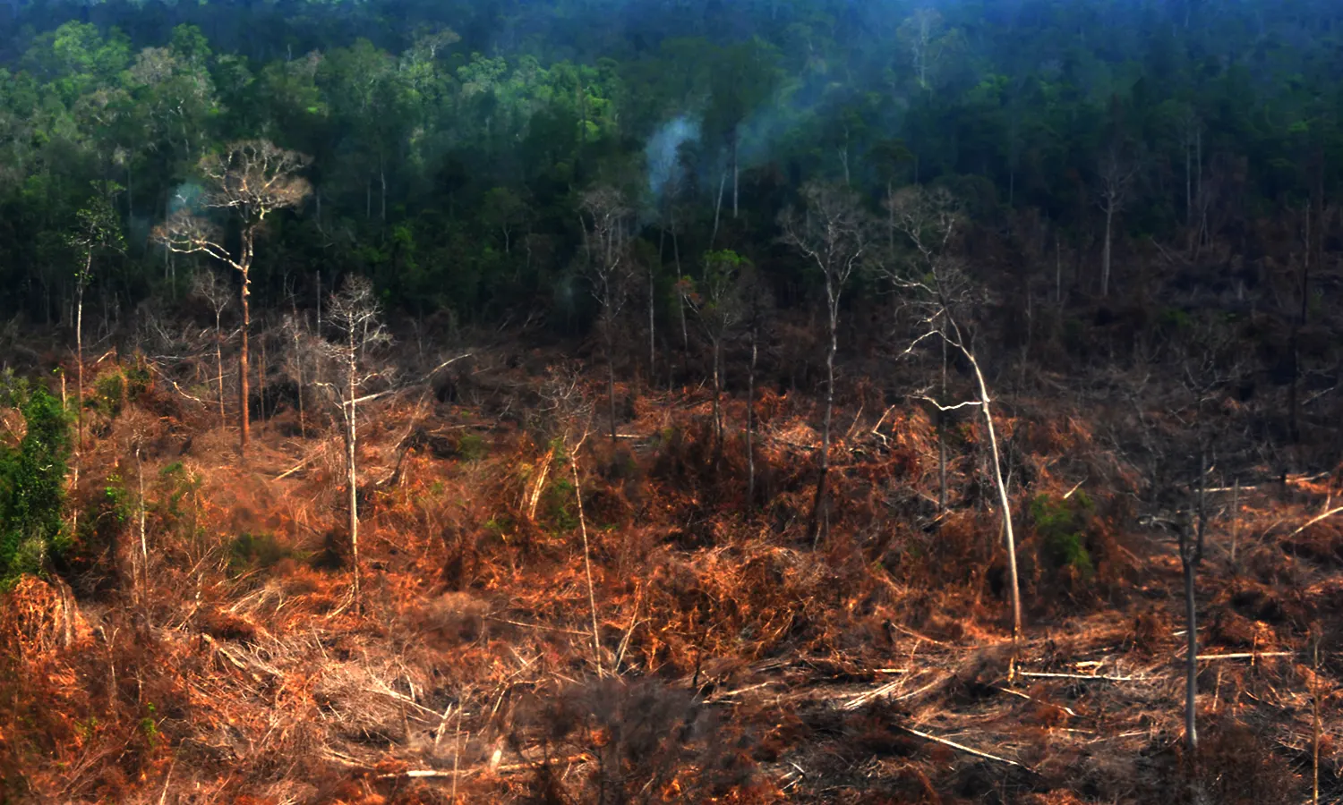 Laporan Investigasi Auriga Nusantara: Grup Royal Golden Eagle Ancam Deforestasi Kalimantan
