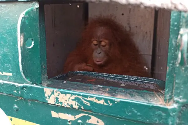 Masyarakat Serahkan 9 Satwa Liar, Salah Satunya Adalah Orangutan Sumatera