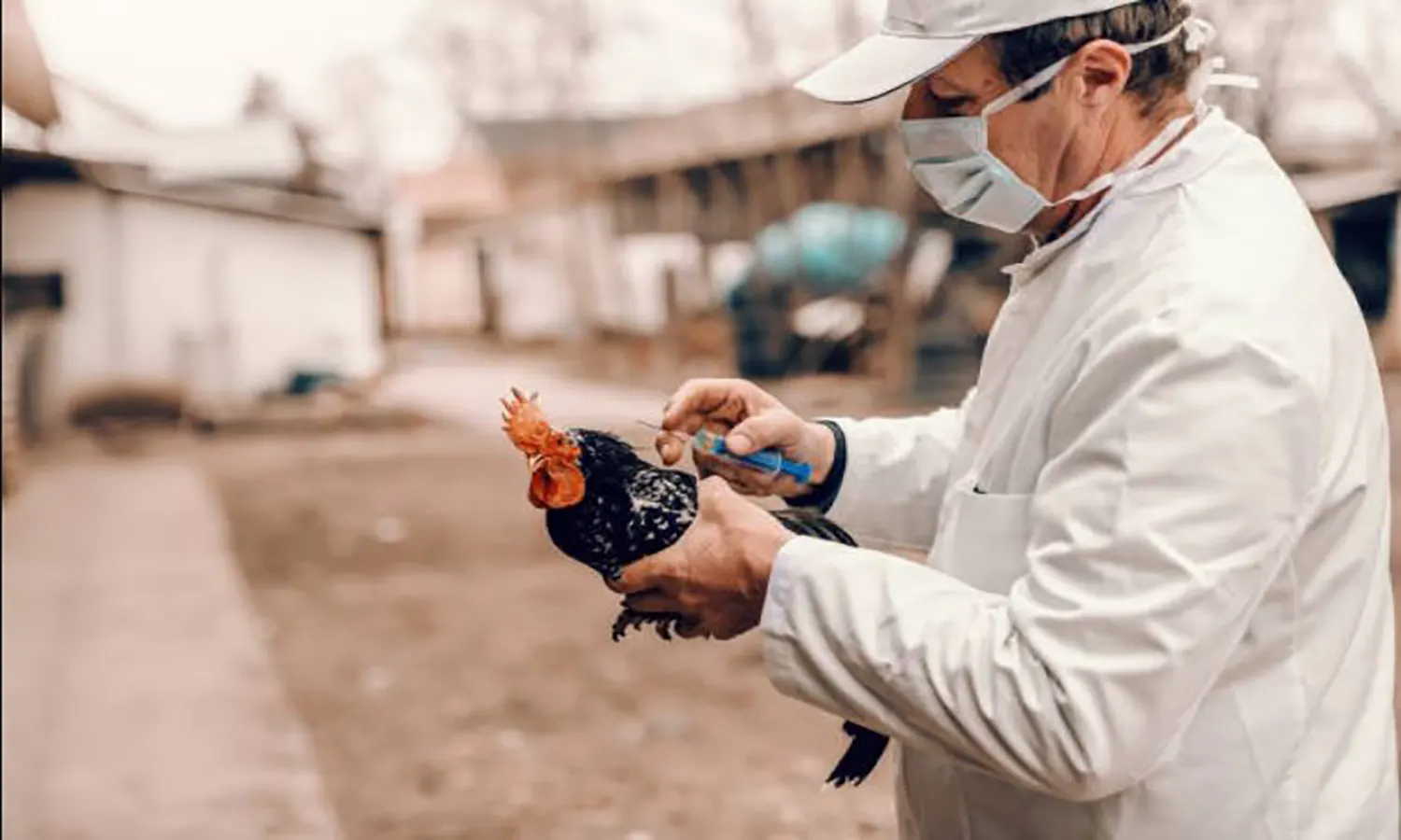 Flu Burung Menyebar di Eropa, Namibia Tangguhkan Impor Unggas dari Denmark dan Belanda