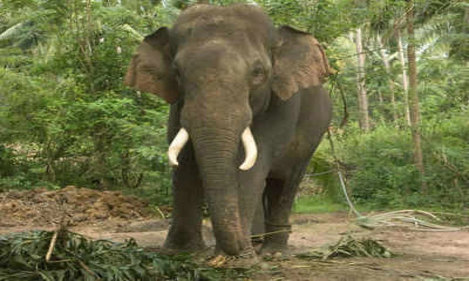 Nenek Tewas Diinjak Gajah, Gajah Balik lagi ke Pemakaman Nenek untuk Injak Jenazahnya
