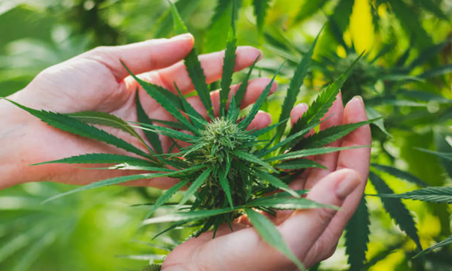Jerman akan Legalkan Ganja untuk Penggunaan Pribadi