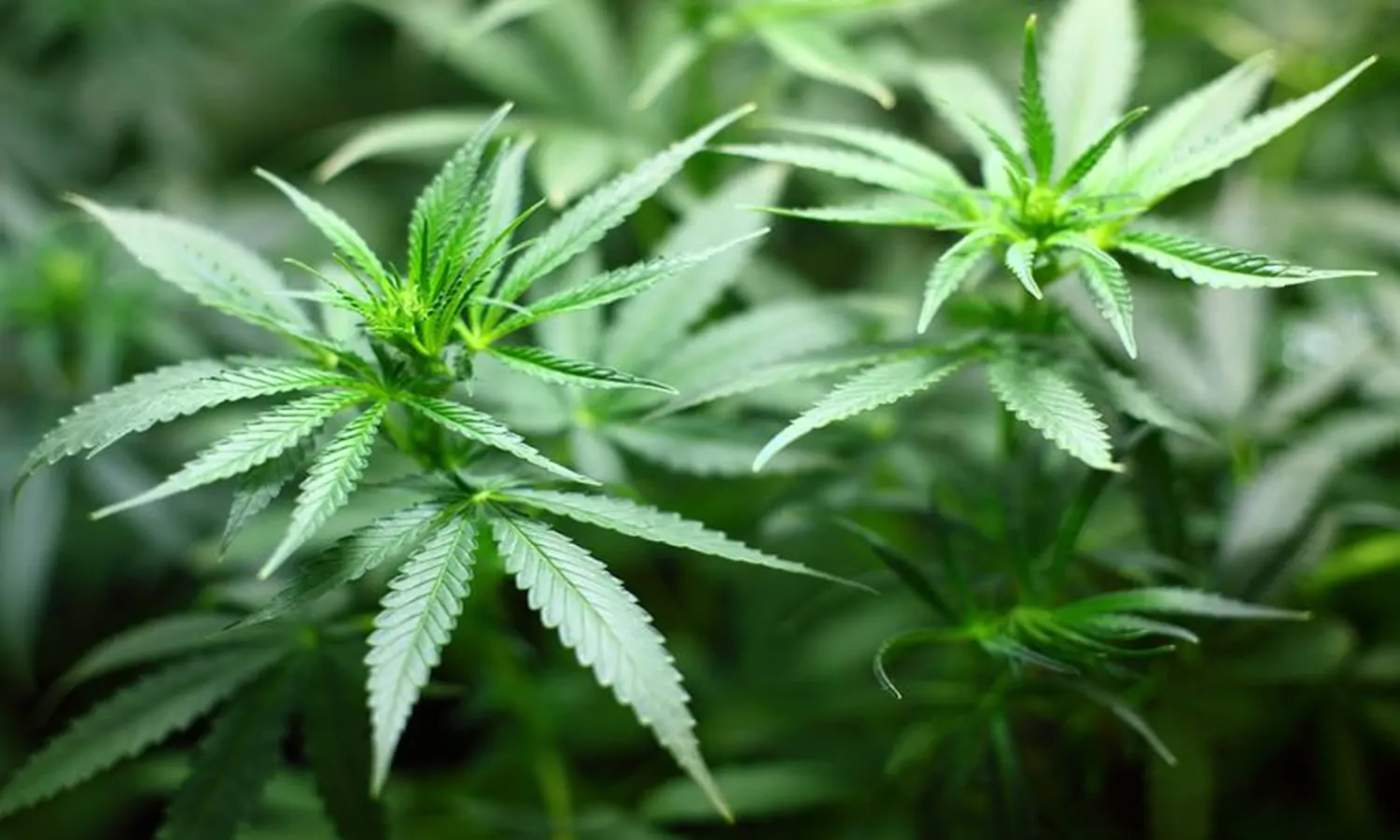 Mulai 9 Juni, Rakyat Thailand Bisa Tanam Ganja di Rumah