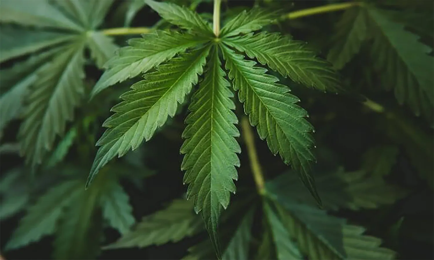 Thailand Resmi Perbolehkan Rakyatnya Tanam Ganja di Rumah Hari Ini