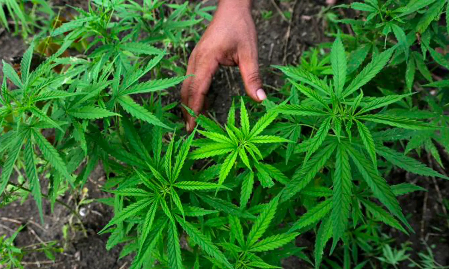 Thailand Legalkan Warga Tanam Ganja di Rumah