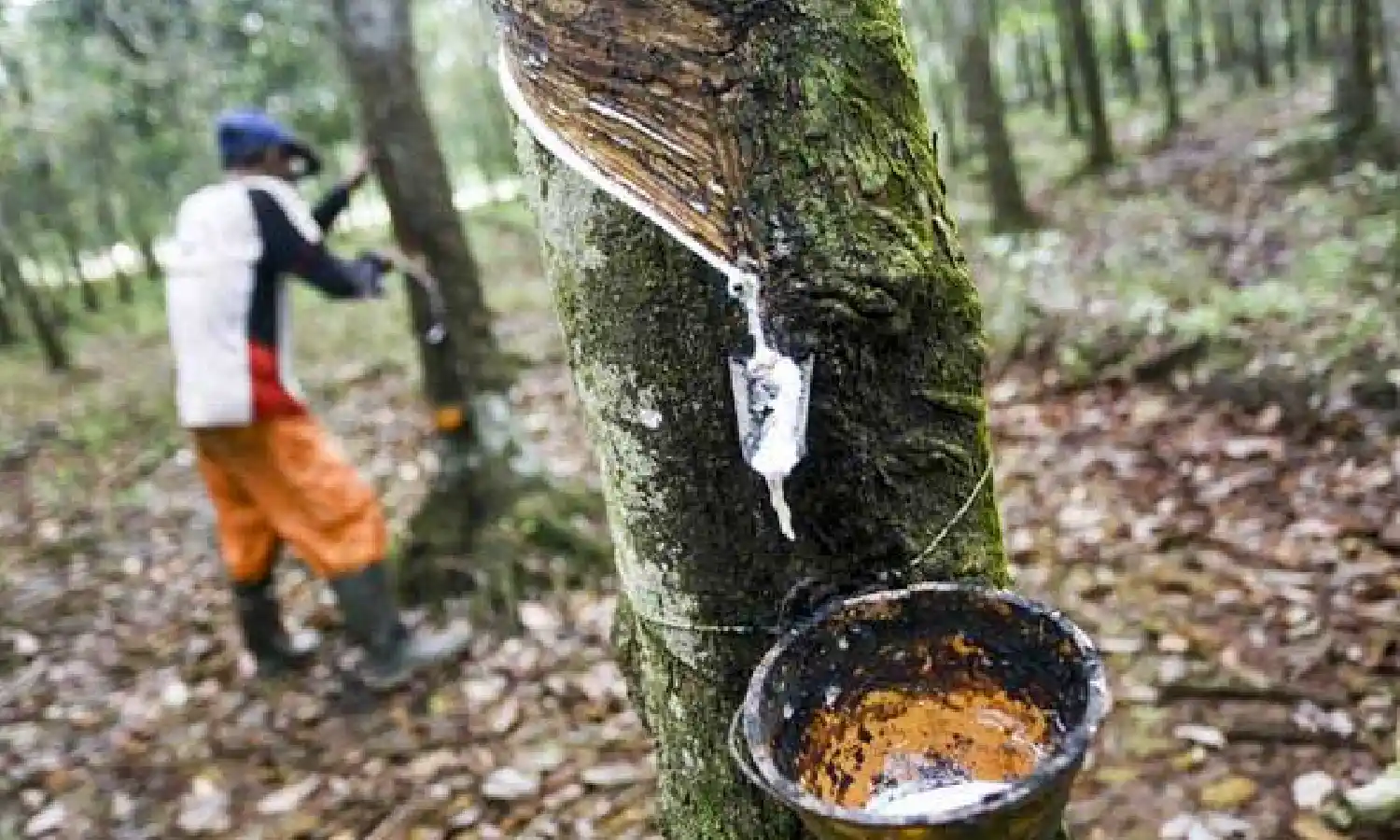 Harga Karet Dunia Turun, Petani Was-was