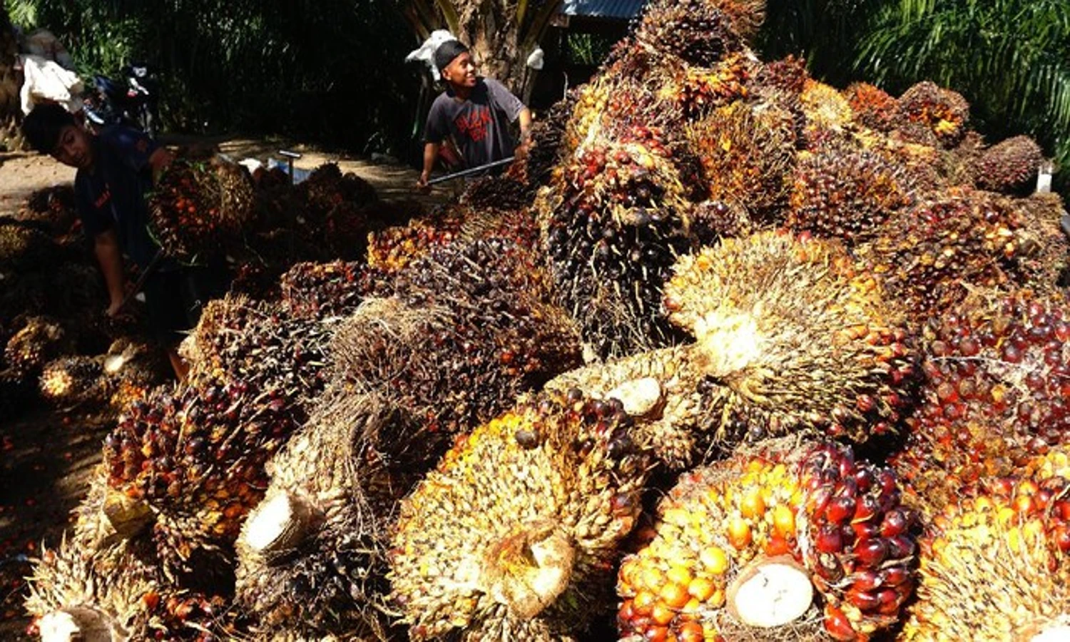 Harga TBS Sawit di Sumut Pekan Ini Naik Rp 157.88/Kg, Berikut Rinciannya