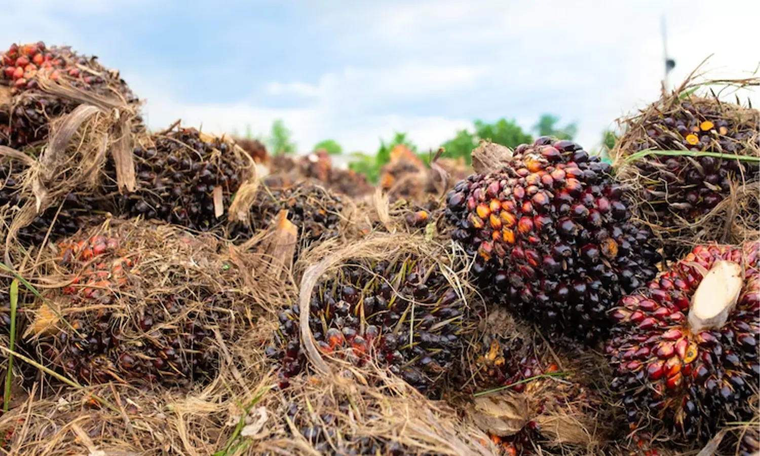 CPO Melemah, Kemendag Sebut Permintaan India dan Tiongkok Menurun