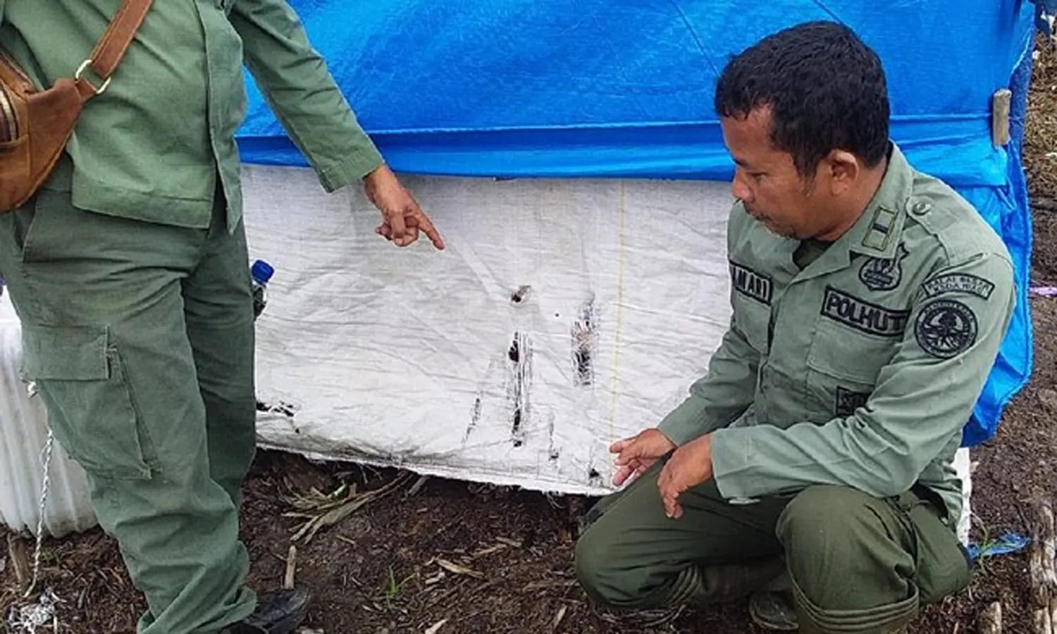 Anak Perempuan Tewas Dimangsa Harimau Saat Tidur Di Pondok Perkebunan Inhil