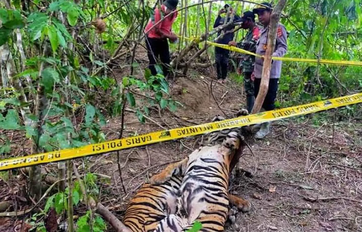 2 Tersangka yang Membunuh 3 Harimau Sumatera Ditangkap