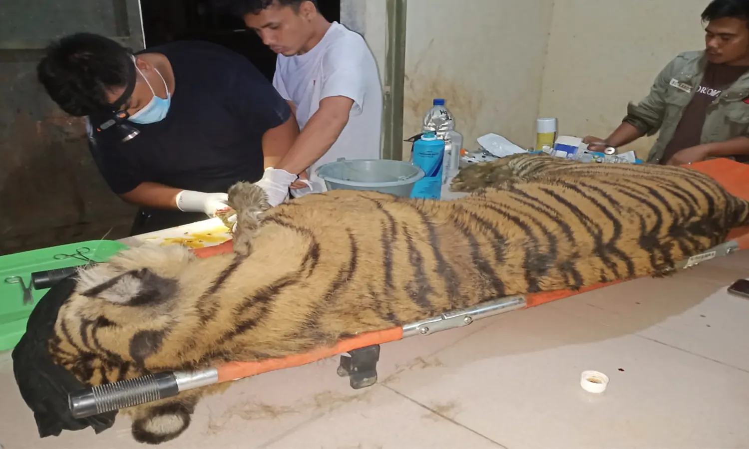 Terancam Punah, Populasi Harimau Sumatra Kurang dari 600 Ekor di Hutan Sumatra