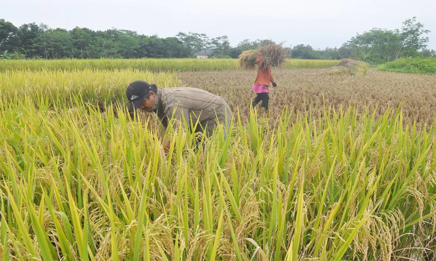  Penyesuaian HET dan HPP Beras Harus Bisa Kendalikan Inflasi