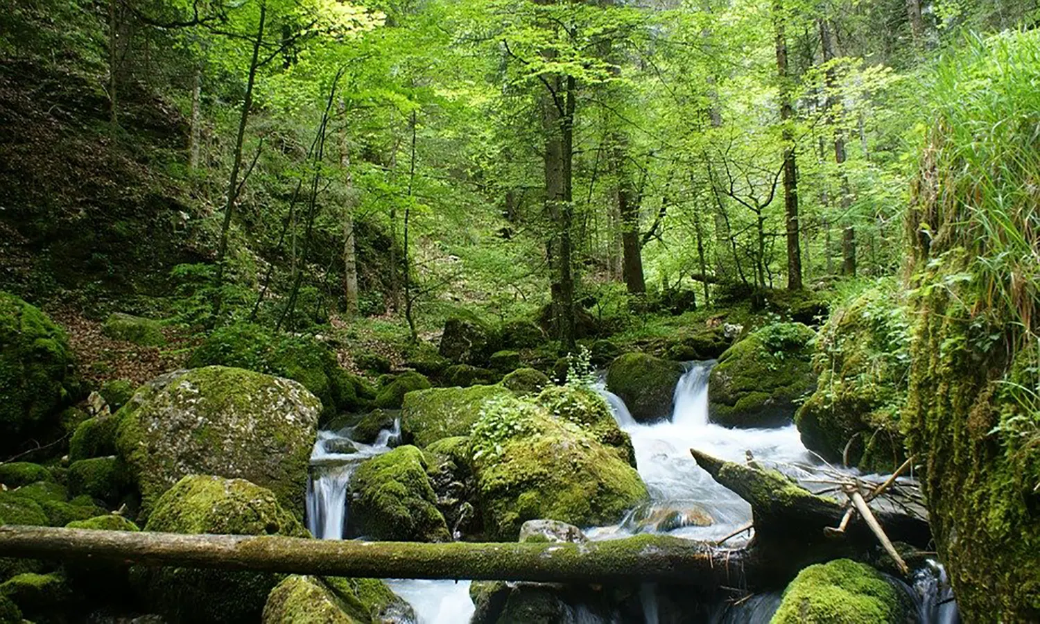 Provinsi Penghasil Daerah Hutan Terbesar di Indonesia