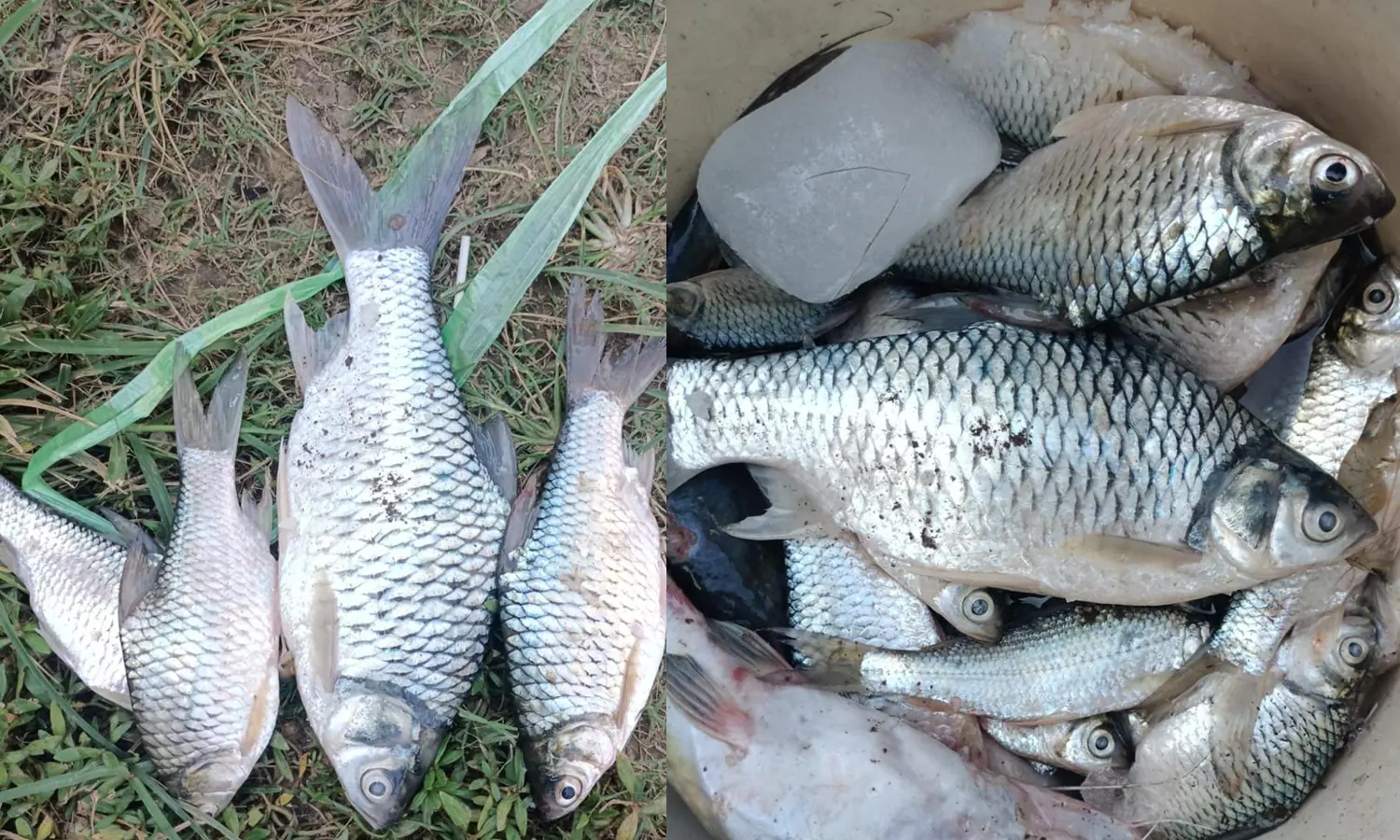 Warga Temukan Ratusan Ikan Mati, Sungai di Muaragembong Diduga Tercemar!