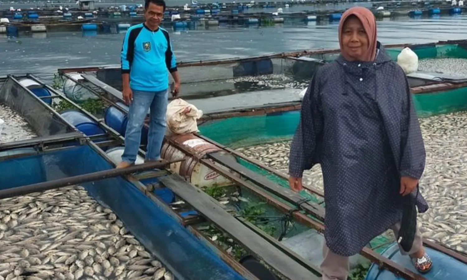 Penyebab 500 Ton Ikan Mati Mendadak di Danau Maninjau