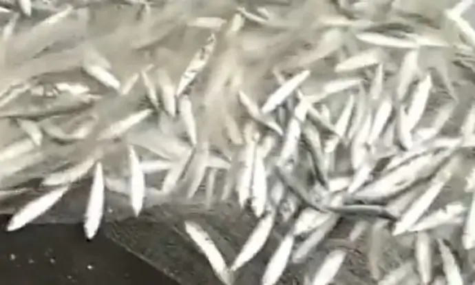 Heboh Ikan Teri Berlompatan ke Pesisir Pantai Selatan Yogyakarta