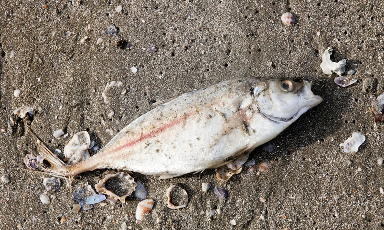 Ribuan Ikan Naik ke Daratan di Pantai Mutiara Jakut dan Pulau Onrust, Kenapa?