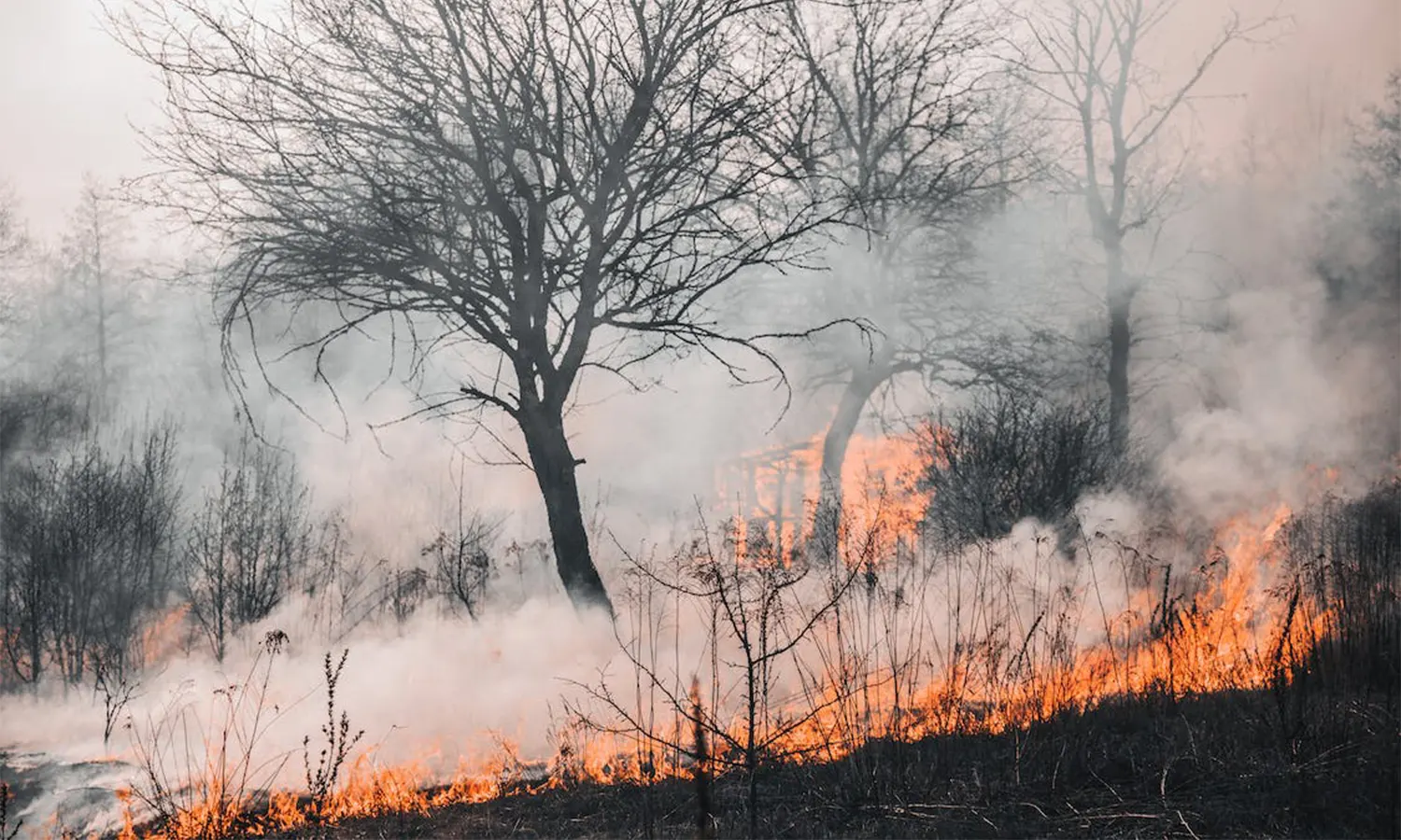 Waspada! Riau Darurat Kebakaran Hutan dan Lahan