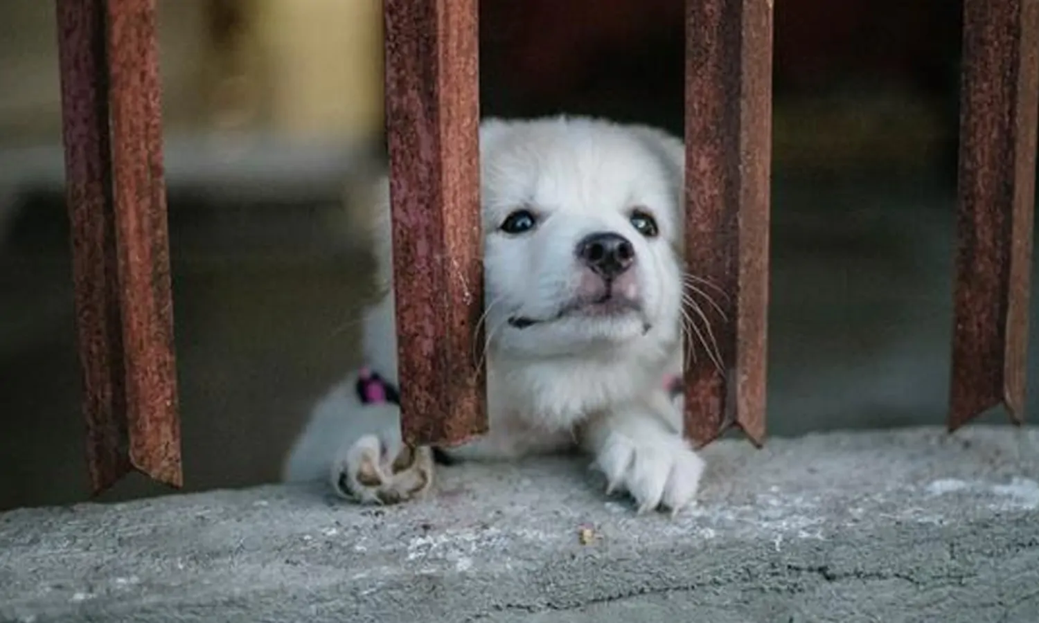 Kontroversi Anjing Canon Mati, 100 Ribu Netizen Teken Petisi