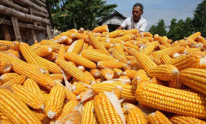Harga Jagung Tinggi Bukan Karena Stok Kurang, Lalu Karena Apa?