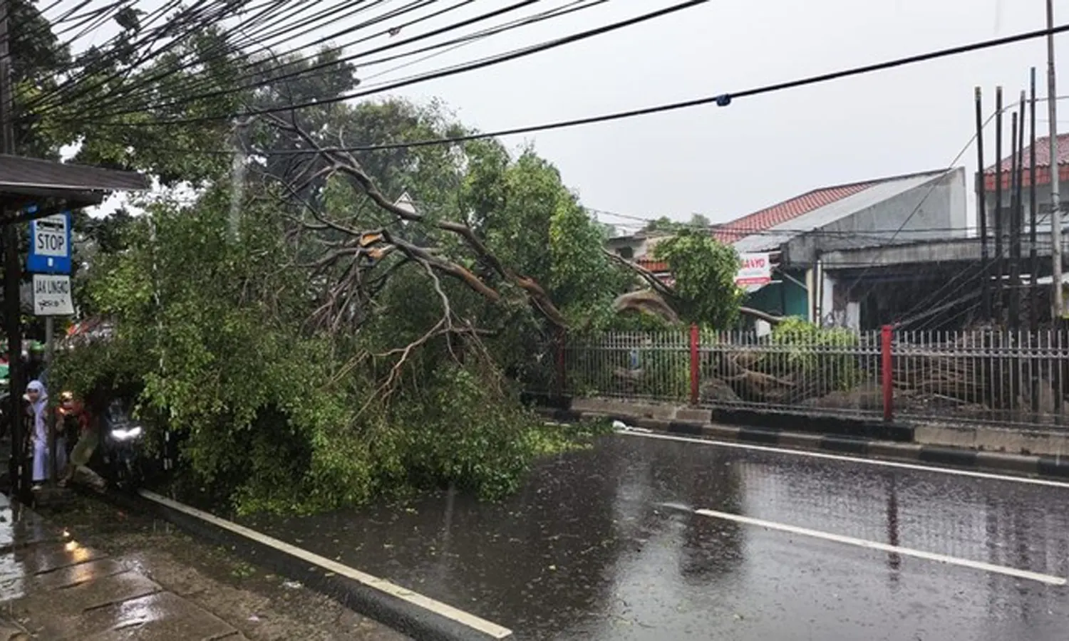 Hujan Angin di Jakarta: 18 Pohon Tumbang, 9 RT Masih Terendam Banjir