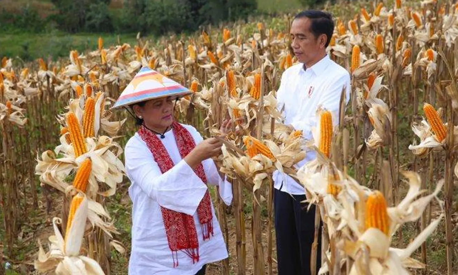 Jokowi Minta Mentan Capai Target Produktivitas Jagung Nasional 