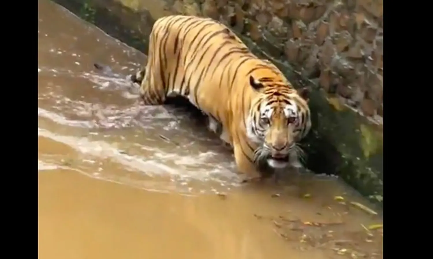 Harimau di Ragunan Kurus, Pengelola: Sedang Proses Penyembuhan