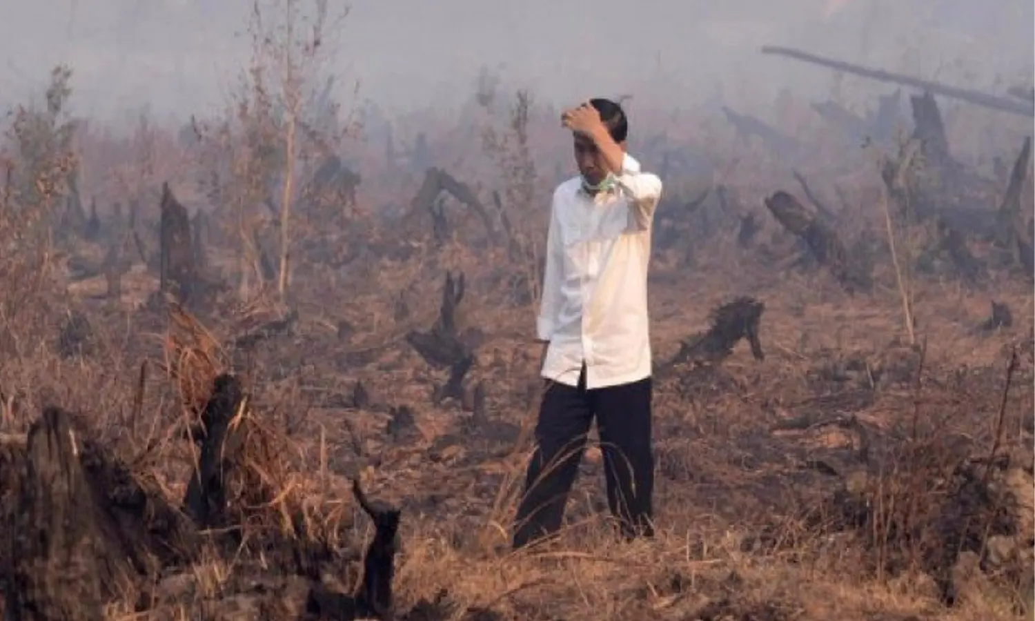 Divonis Melawan Hukum Terkait Kasus Karhutla, Jokowi Ajukan PK