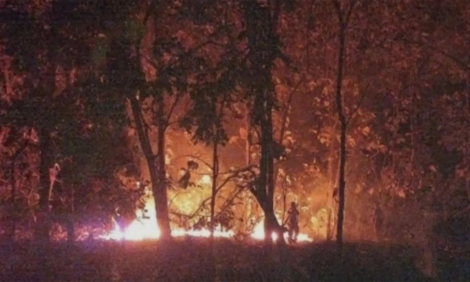 Dilanda Kebakaran, Taman Nasional Baluran Ditutup Sementara