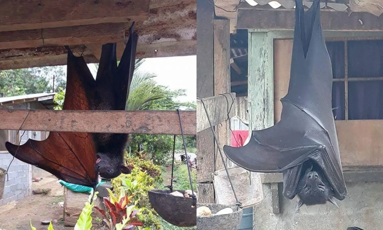 6 Fakta Acerodon Jubatus, Kelelawar Terbesar di Dunia yang Sempat Viral