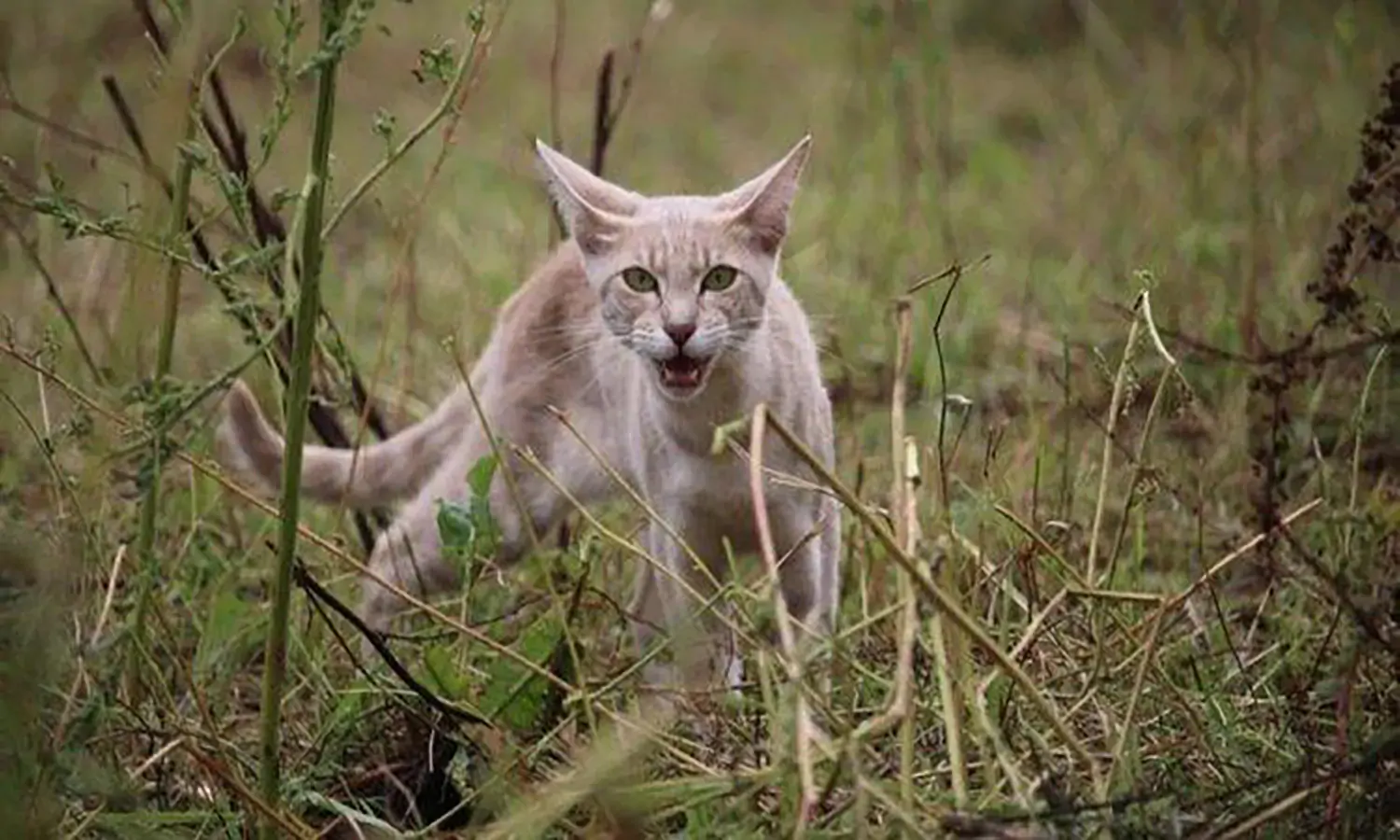 10 Penyebab Kenapa Kucing Mengeong Terus dan Cara Mengatasinya