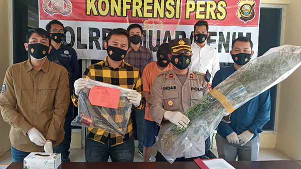 Polisi Ringkus Pemilik Ladang Ganja Di Muara Enim, 22 Batang Ganja Siap Panen Diamankan